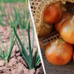 7 najokusnejših in najproduktivnejših sort zimske čebule: nabrali jih boste