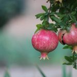 Doma je mogoče vzgojiti drevo granatnega jabolka: strokovnjaki so povedali, kako točno. Doma je mogoče vzgojiti drevo granatnega jabolka: strokovnjaki so povedali,