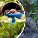 Enostavna akcija v avgustu: vrtnar je povedal, kako narediti rdečo peso sladko in sočno Enostavna akcija v avgustu: vrtnar je povedal, kako narediti rdečo