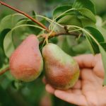 Kako pravilno obrezati hruško, da bo pridelek velik: nasveti za