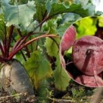 Kdaj pobirati rdečo peso v letu 2025: poimenovana sta dva znaka zrele zelenjave Kdaj pobirati rdečo peso v letu 2025: poimenovana sta dva