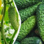 Kumare bodo zdržale do zmrzali: katere sorte lahko sejemo septembra Kumare bodo zdržale do zmrzali: katere sorte lahko sejemo septembra