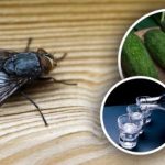 Muhe bodo takoj izginile: najboljša naravna sredstva proti žuželkam