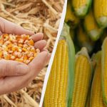 Najboljše obdobje za setev koruze v letu 2025: ne zamudite