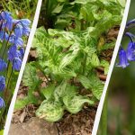 Nevarne čebulnice: 5 rastlin, ki jih ne smete saditi na vrtu Nevarne čebulnice: 5 rastlin, ki jih ne smete saditi na