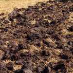 Pridelek bo dvakrat večji: kakšen gnoj uporabljajo izkušeni zelenjadarji jeseni Pridelek bo dvakrat večji: kakšen gnoj uporabljajo izkušeni zelenjadarji jeseni