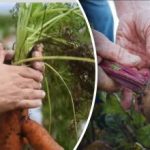 Ugodni dnevi: kdaj kopati korenje in rdečo peso po luninem