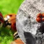 Vzgojeni in spuščeni z letal: po kobilicah je Ukrajino napadel nov škodljivec Vzgojeni in spuščeni z letal: po kobilicah je Ukrajino napadel