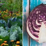 Zakaj zelje na gredici zvodeni: vse je odvisno od sosedov