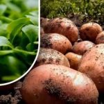 Zemlja bo kot puh: vrtnar je povedal, kaj naj seje po žetvi krompirja Zemlja bo kot puh: vrtnar je povedal, kaj naj seje