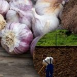 Zimski česen ga ne mara: vrtnar odkril skrivnost popolne postelje